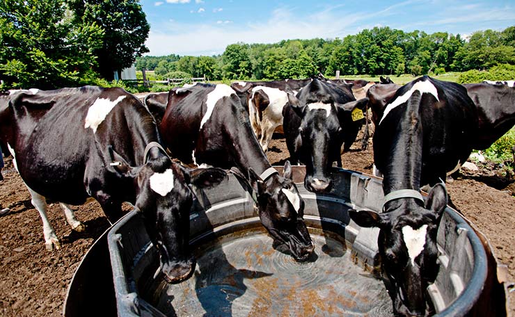 Bill Would Give Dairy Farmers Their Due