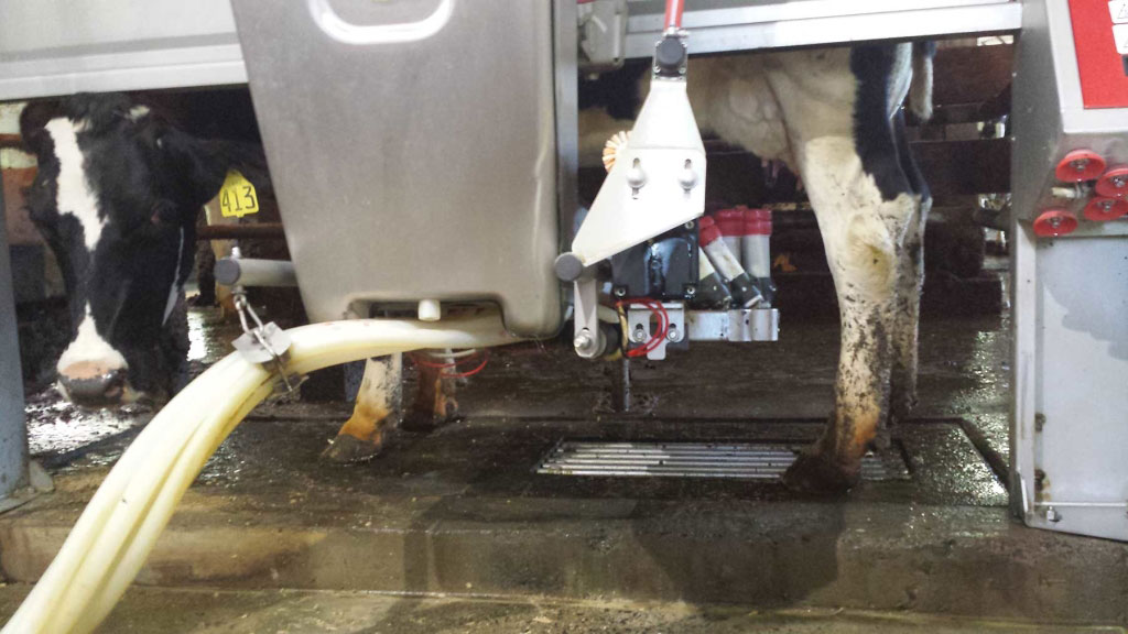 The milking robot prepares to attach itself to a cow’s teats.