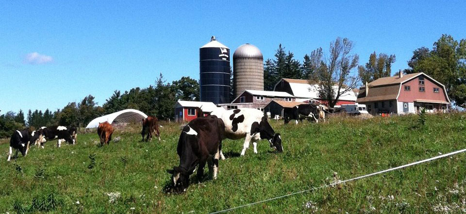 Cooper's Hilltop Farm cows grazing
